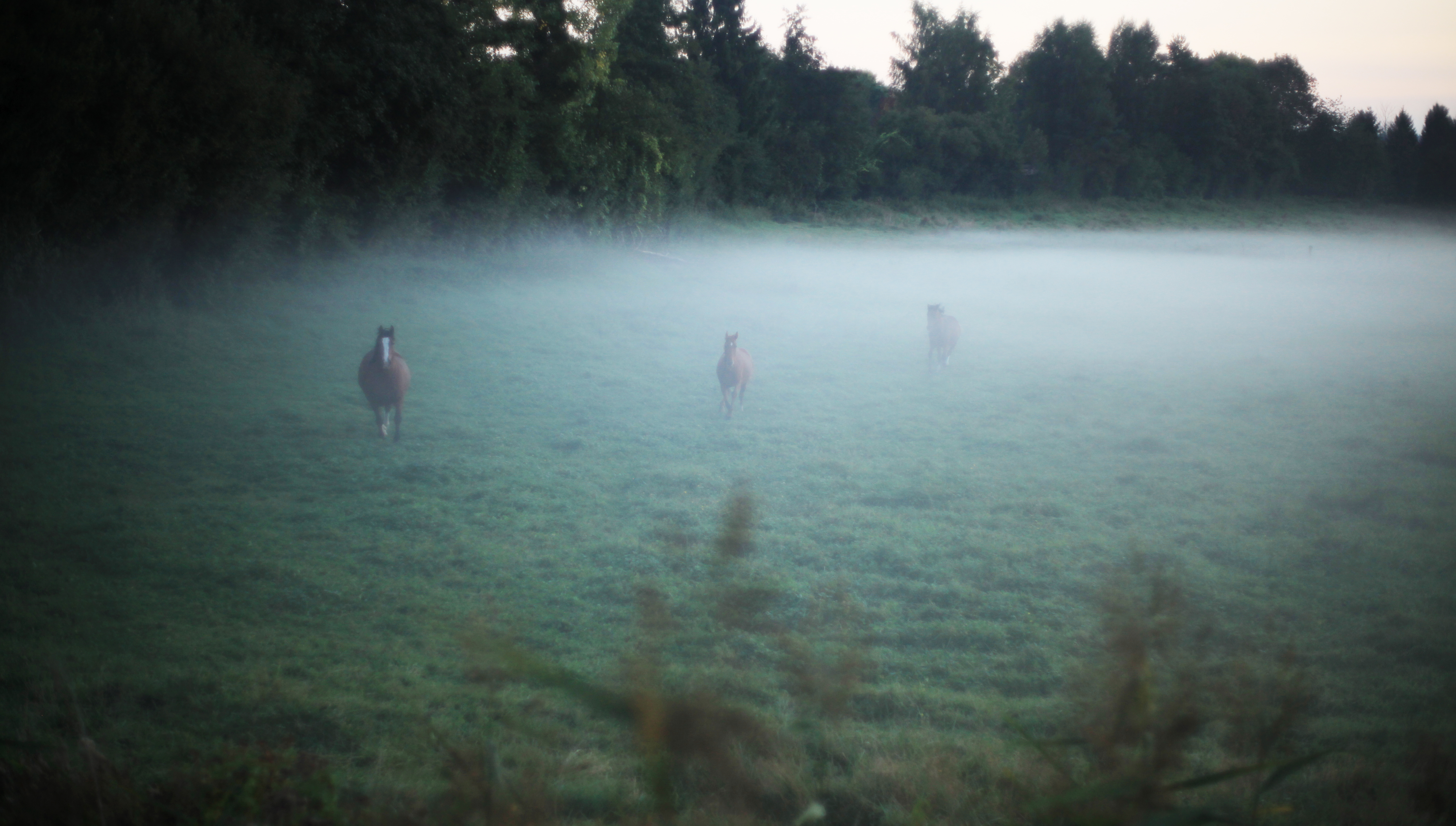 Horses in Coucy le Château