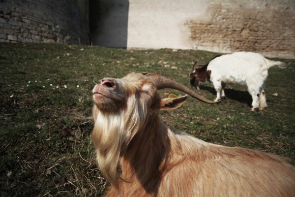 Les boucs et les chèvres à Coucy le Chateau, Chez Ric et Fer loves them !