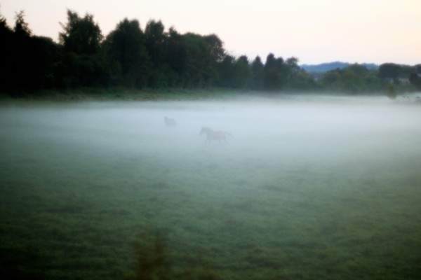 Some horses in Coucy le Château